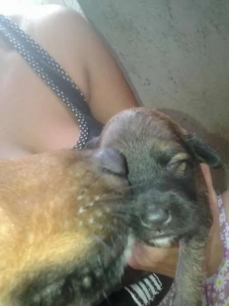 Cachorro ra a vira lata idade Abaixo de 2 meses nome Julie e 5 filhotes