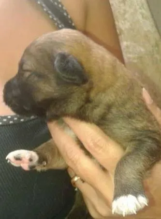 Cachorro ra a vira lata idade Abaixo de 2 meses nome Julie e 5 filhotes