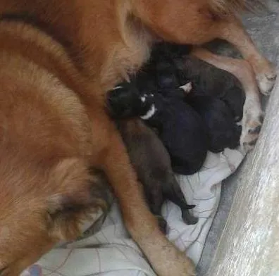 Cachorro ra a vira lata idade Abaixo de 2 meses nome Julie e 5 filhotes