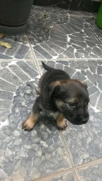 Cachorro ra a Vira idade Abaixo de 2 meses nome ADOTE