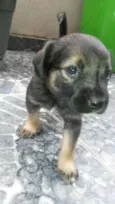 ADOTE