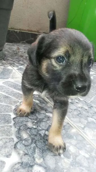 Cachorro ra a Vira idade Abaixo de 2 meses nome ADOTE