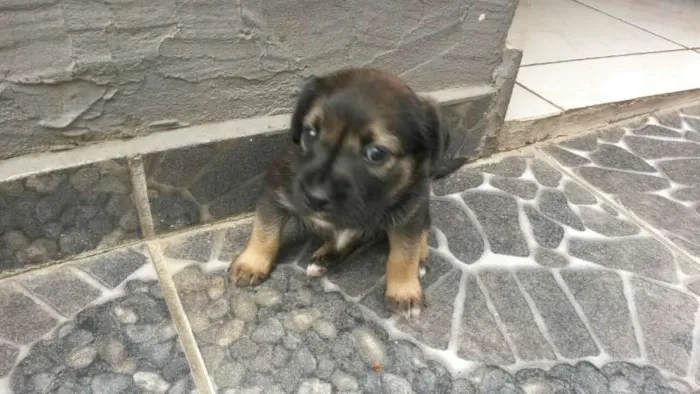 Cachorro ra a Vira idade Abaixo de 2 meses nome ADOTE