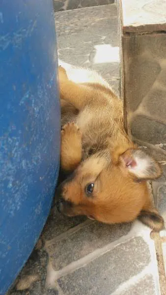Cachorro ra a Vira idade Abaixo de 2 meses nome ADOTE