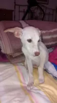 Chupinha