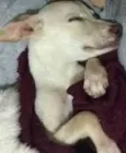 Chupinha