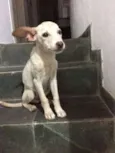 Chupinha