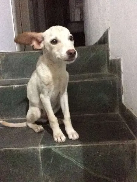 Cachorro ra a SRD idade Abaixo de 2 meses nome Chupinha