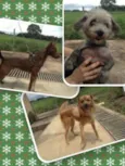 Dimmy, Chocolate, Fox
