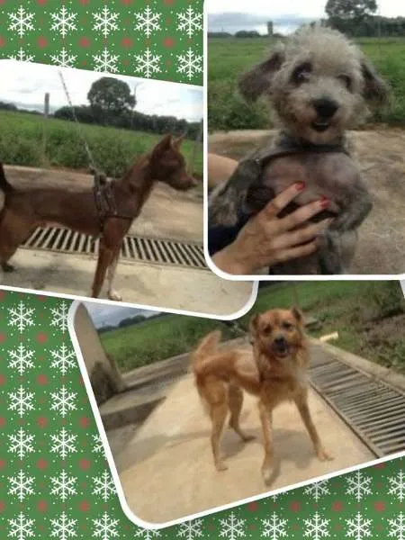Cachorro ra a SRD idade 2 anos nome Dimmy, Chocolate, Fox