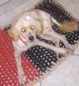 belinha