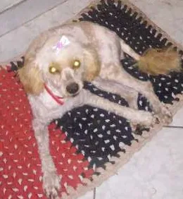 Cachorro ra a poodle  idade  nome belinha