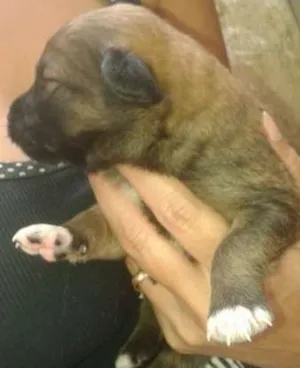 Cachorro raça vira lata idade Abaixo de 2 meses nome Julie e 5 filhotes
