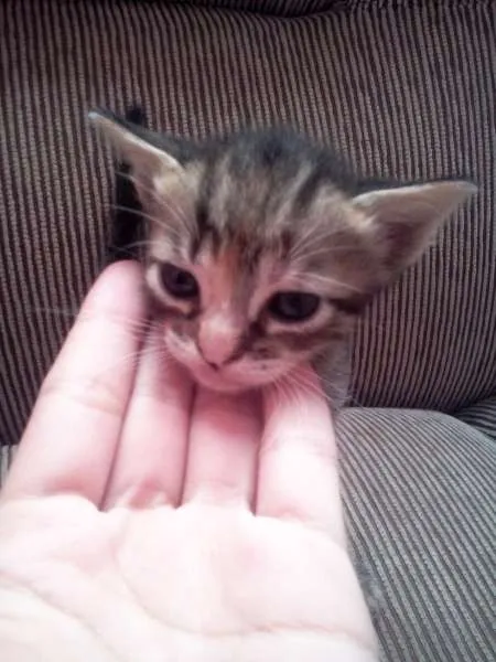 Gato ra a  idade Abaixo de 2 meses nome Escolha do novo dono