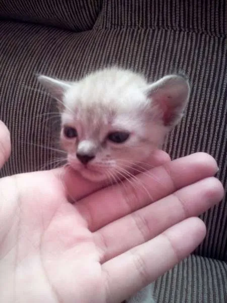 Gato ra a  idade Abaixo de 2 meses nome Escolha do novo dono