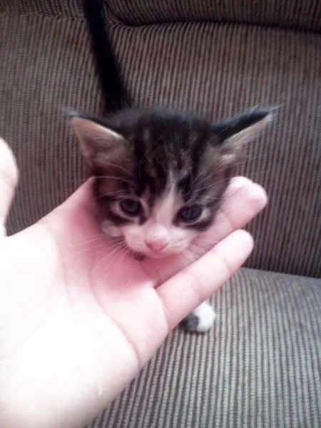 Gato ra a  idade Abaixo de 2 meses nome Escolha do novo dono