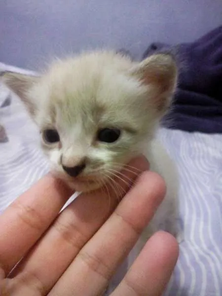 Gato ra a  idade Abaixo de 2 meses nome Escolha do novo dono