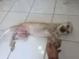 alemão