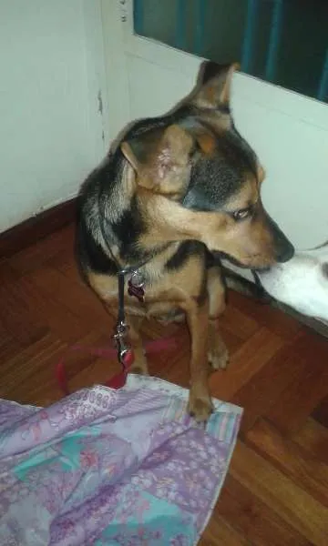 Cachorro ra a SRD idade 7 a 11 meses nome Chico