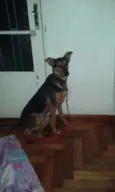 Chico