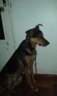 Chico