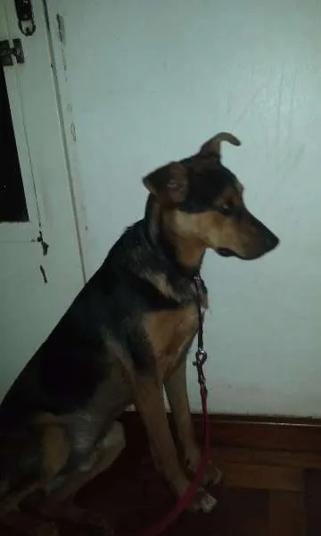 Cachorro ra a SRD idade 7 a 11 meses nome Chico