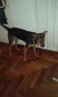 Chico