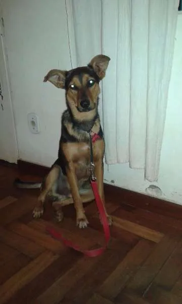 Cachorro ra a SRD idade 7 a 11 meses nome Chico