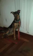 Chico