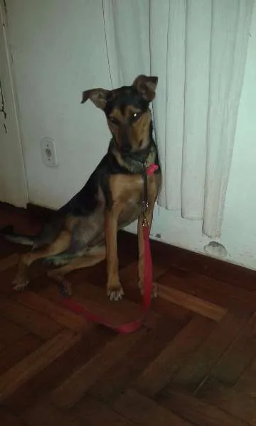 Cachorro ra a SRD idade 7 a 11 meses nome Chico
