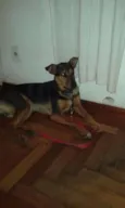 Chico