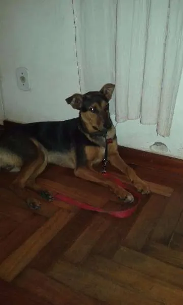 Cachorro ra a SRD idade 7 a 11 meses nome Chico