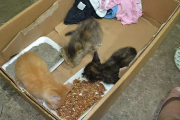 Gato ra a SRD idade Abaixo de 2 meses nome Pequenos