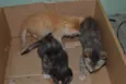 Pequenos
