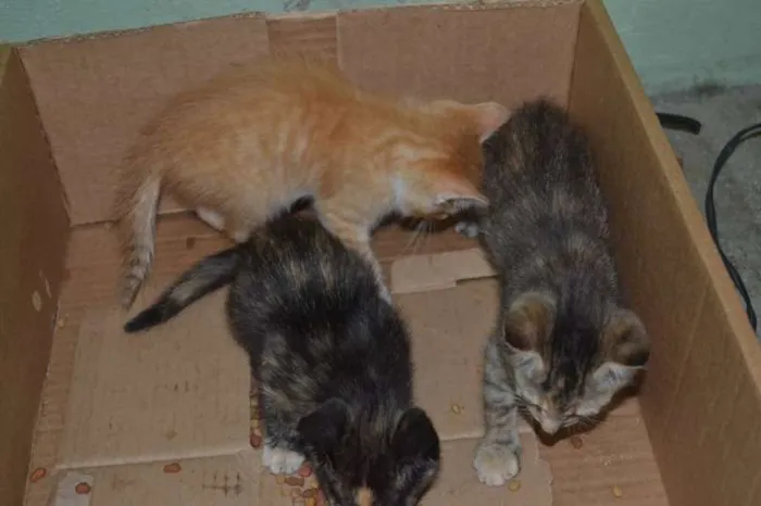 Gato ra a SRD idade Abaixo de 2 meses nome Pequenos