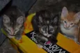 Pequenos
