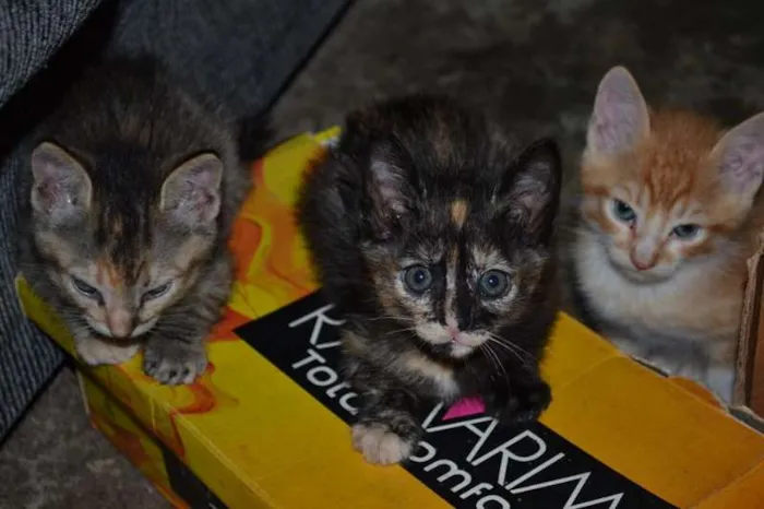 Gato ra a SRD idade Abaixo de 2 meses nome Pequenos