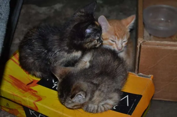 Gato ra a SRD idade Abaixo de 2 meses nome Pequenos