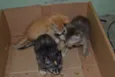 Pequenos