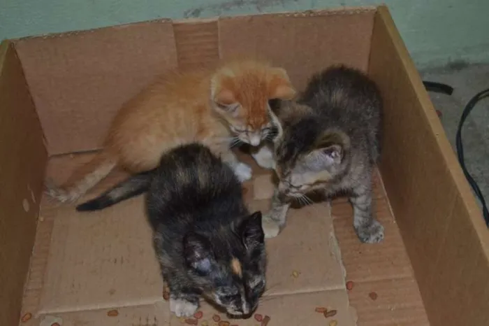 Gato ra a SRD idade Abaixo de 2 meses nome Pequenos