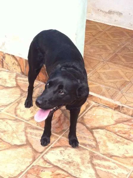 Cachorro ra a Vila-lata idade Abaixo de 2 meses nome Shelon