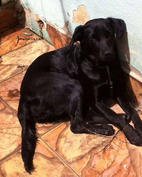 Cachorro ra a Vila-lata idade Abaixo de 2 meses nome Shelon