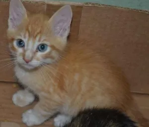 Gato raça SRD idade Abaixo de 2 meses nome Pequenos