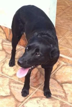 Cachorro raça Vila-lata idade Abaixo de 2 meses nome Shelon