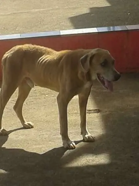 Cachorro ra a  idade 5 anos nome grandao