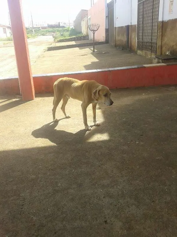 Cachorro ra a  idade 5 anos nome grandao