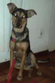 Chico