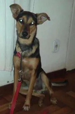 Cachorro raça SRD idade 7 a 11 meses nome Chico
