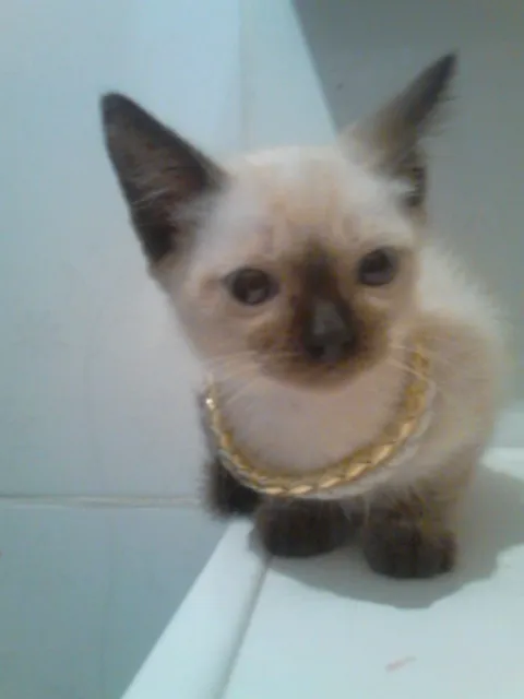 Gato ra a siames idade 2 a 6 meses nome sem nome 