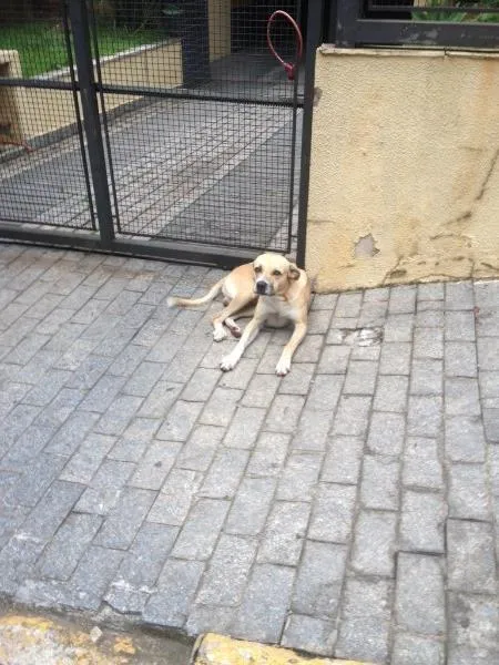 Cachorro ra a Srd idade 2 anos nome ...